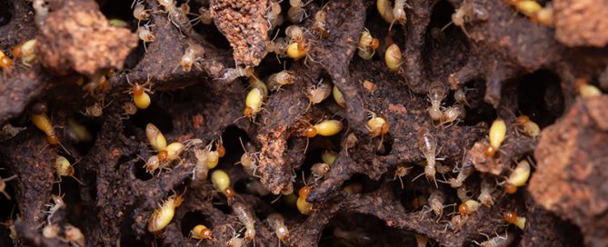 Diagnostic termites à Bordeaux